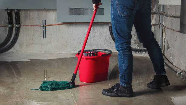 Best Mold removal after water damage  in Little Cypress, TX